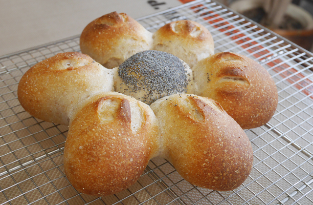 12714075_695781817225931_1830189092_n